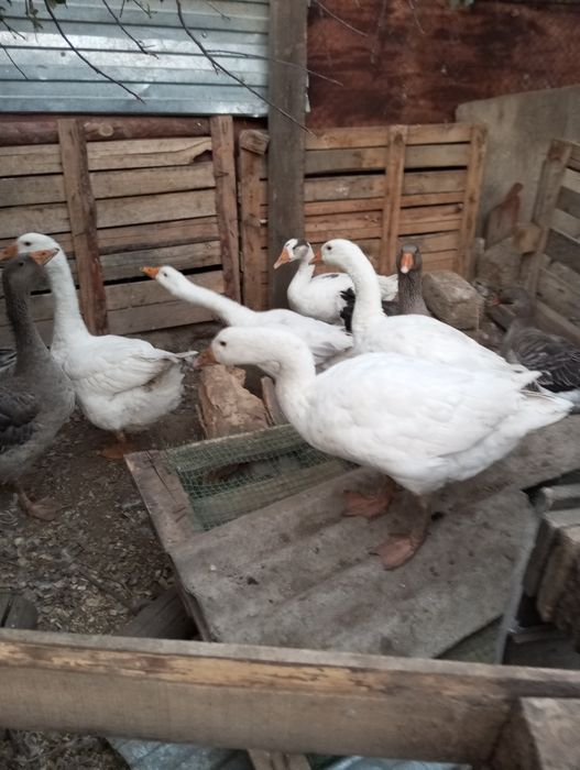 Гуси на продажу живьем