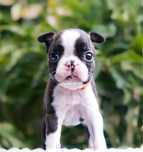Boston terrier cu pedigree - fetita