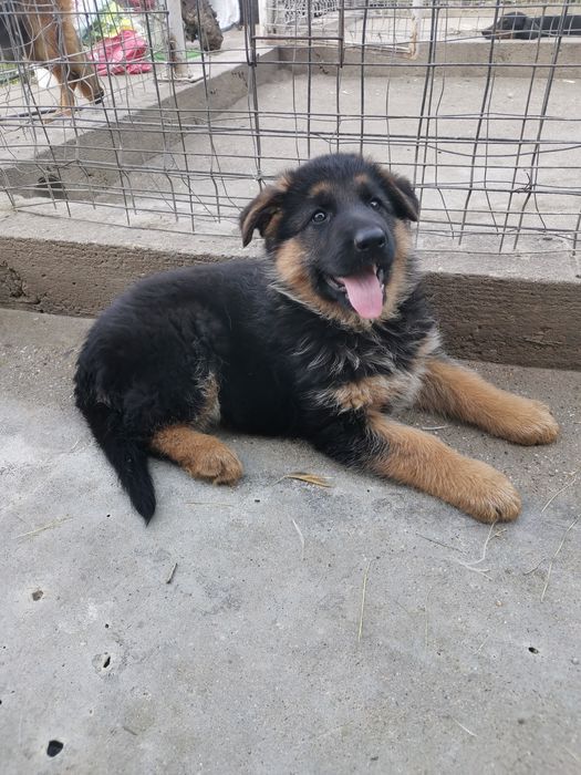 Pui ciobănesc german