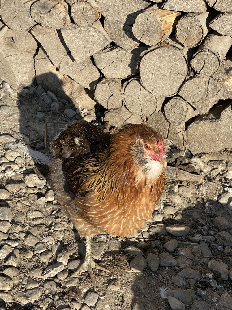 Oua araucana și ameraucana pt incubat