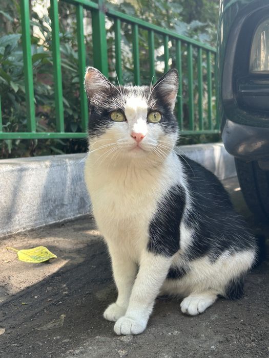 Котик в добрые руки