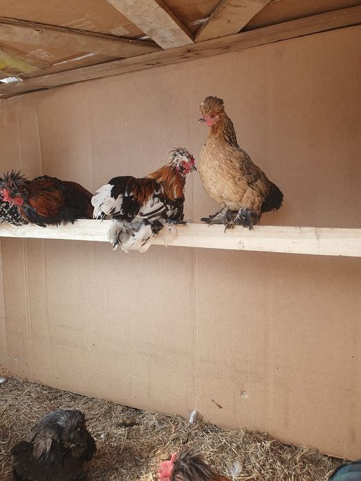 Японские куры, петухи