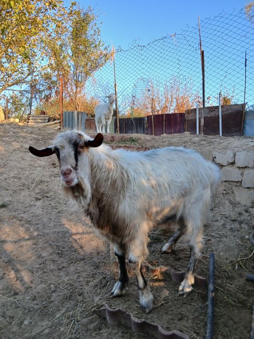 Козел Зааненский