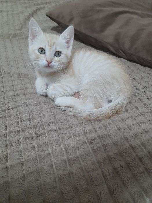 Рыжий котёнок мальчик лотком, мисками, наполнителем