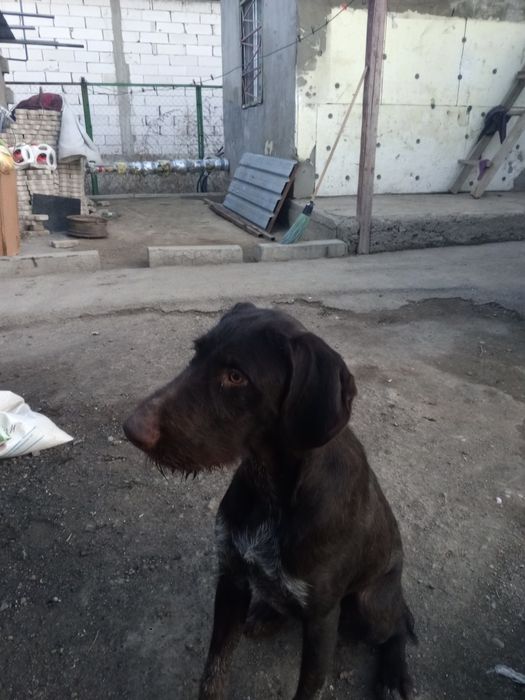 Продам собаку порода: дратхаар