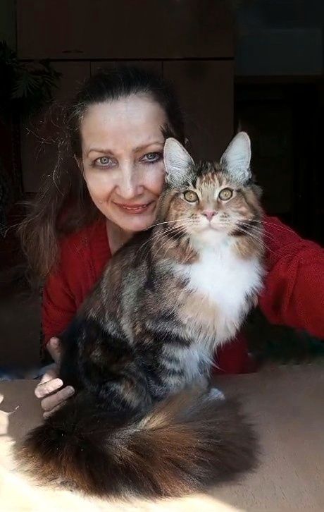 Подрощеные котята Мейн Кун. Питомник  "Fluffy Tale"