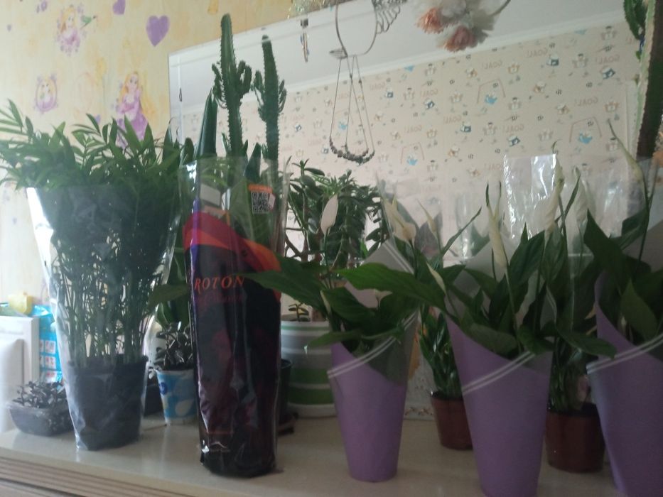 Денежное дерево(Тоибастар)каланхоэ,женское счастье,молочай