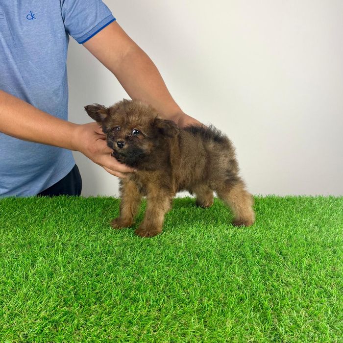 Pui Pomapoo de la părinții cu pedigree