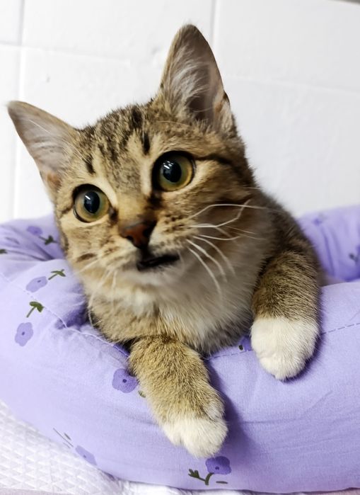 Кошечка. 6 мес. Привита с паспортом