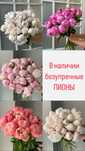 Пионы Голландские