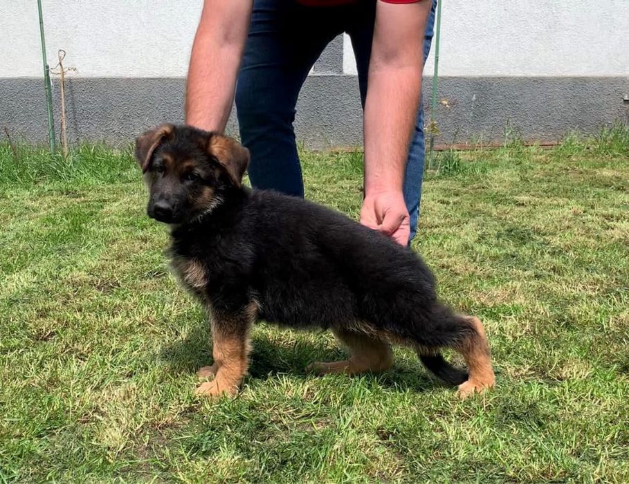 Femela ciobanesc german cu pedigree top