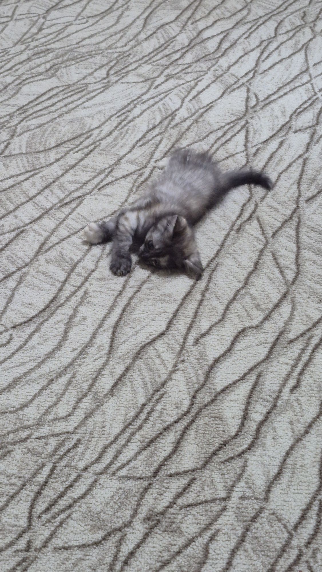 Отдам котёнка девочка