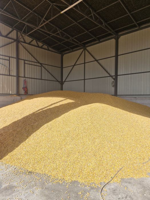 Porumb boabe  – vrac sau ambalat