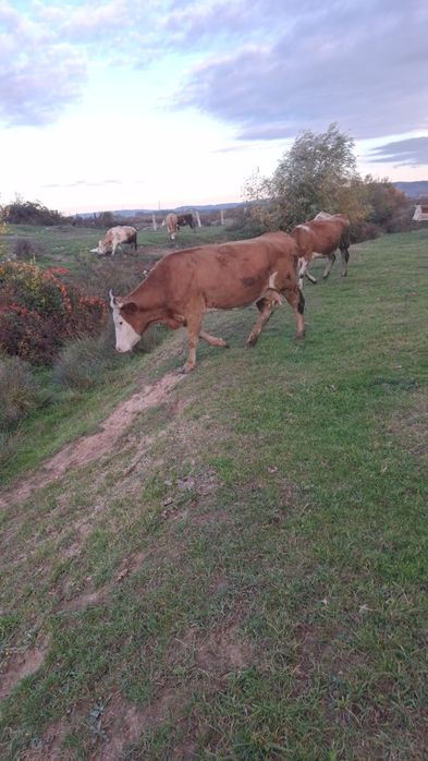 Vând 10 vaci diferite varste