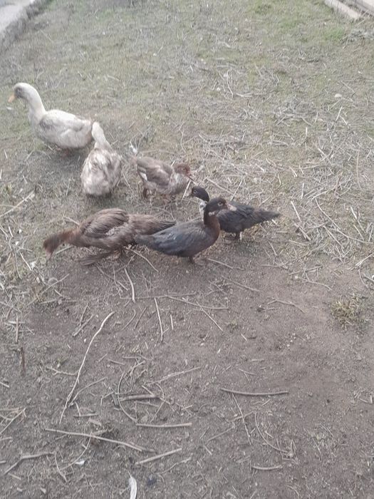 Утки индоутки пять штук