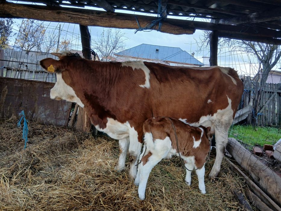 Vând bălțată românească fătată de 1 zi