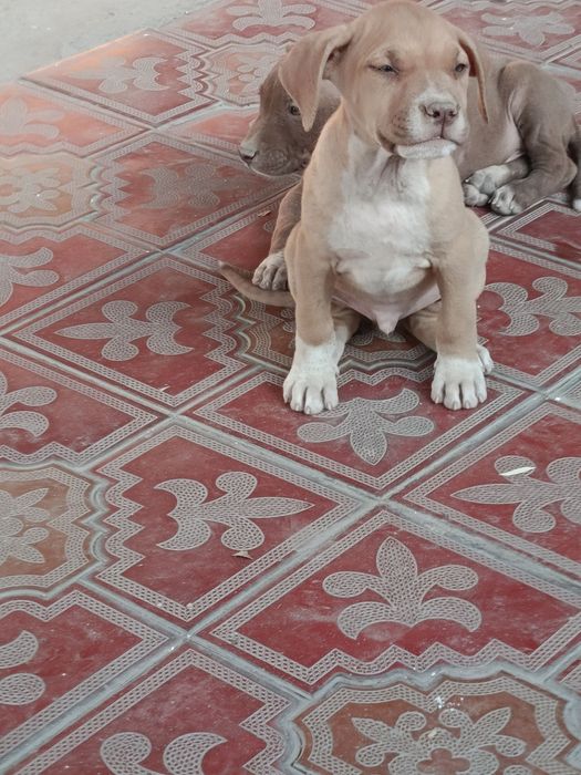 Питбуль сотилади Rednous