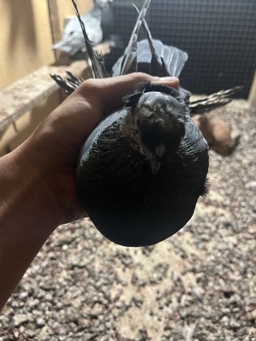 Голубка молодая двухчубая