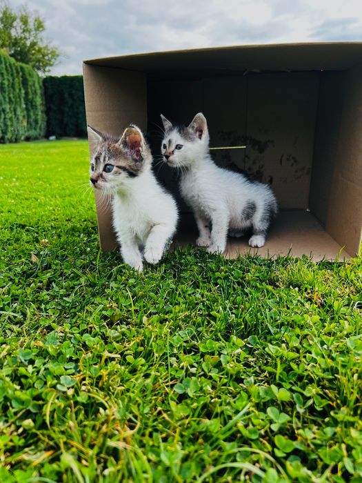 Осинови котенце