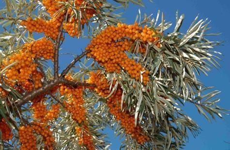 Облепиха (Hippophae)