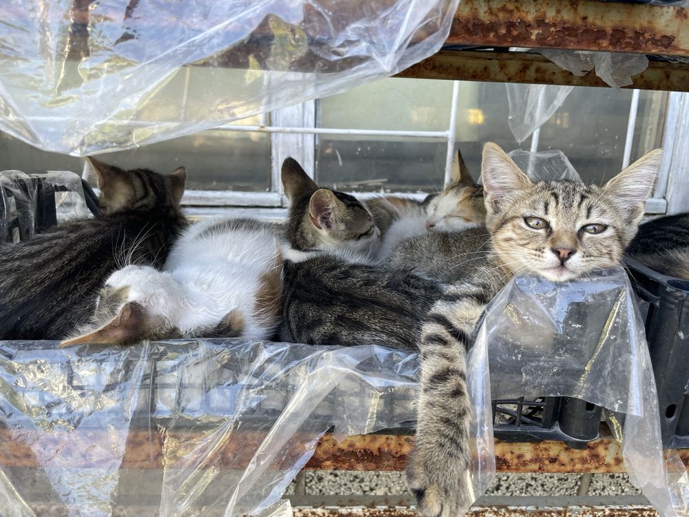 Подарявам котенца