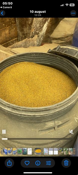 Vand lucerna de talie mare in Arad 15 lei/kg