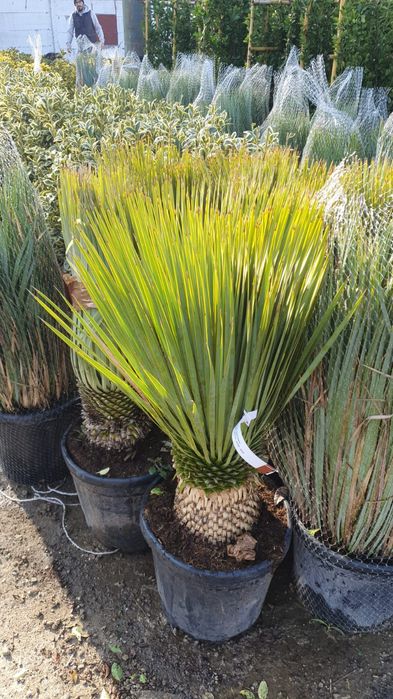 Spirale pon pon magnolia grande flora evonimus yuka