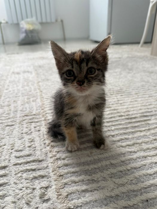 Котенок бесплатно в добрые руки