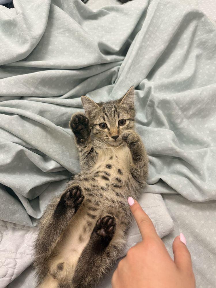 Котик очень игривый любопытный