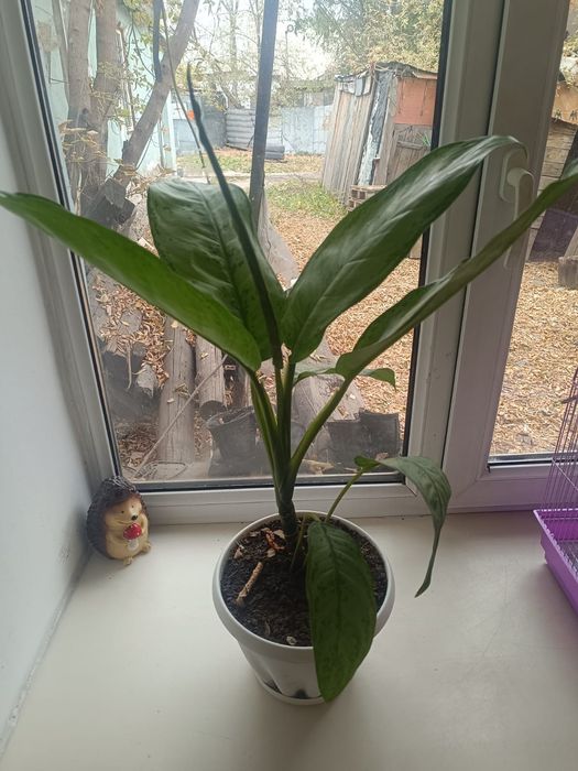 Продам цветы игрушки.