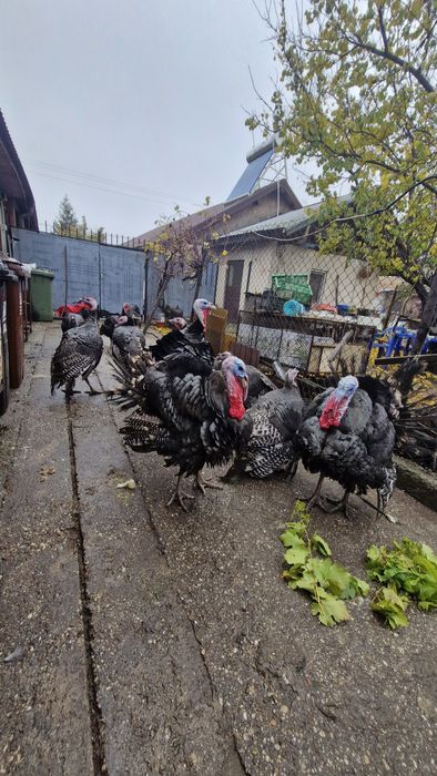 Vand curci si curcani