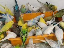 Продаю попугаев волнистые по 3000 а также есть корм для попугаев