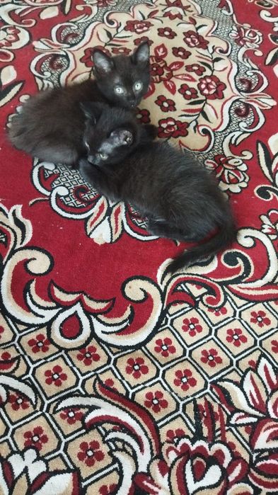 Милые котята чернышки