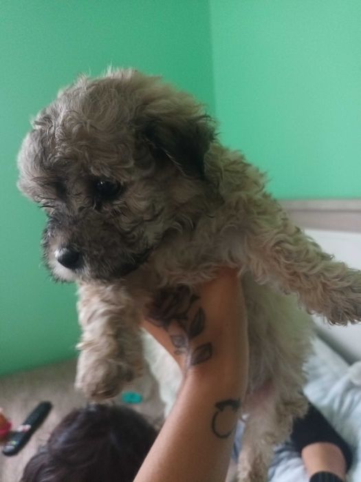 Vand pui baiat 6 săptămâni