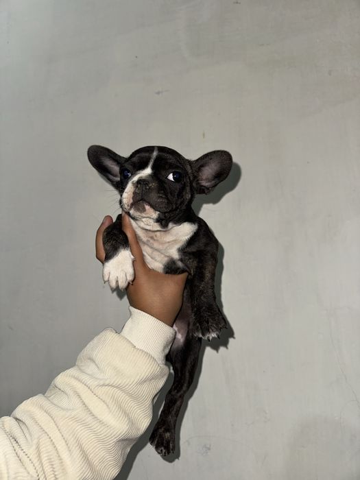 Щенки Французский бульдог