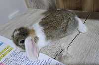 Продам кролика породы "Карликовый баран"