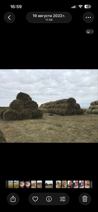 Продам сено прошлогоднее цена 2000 тг.