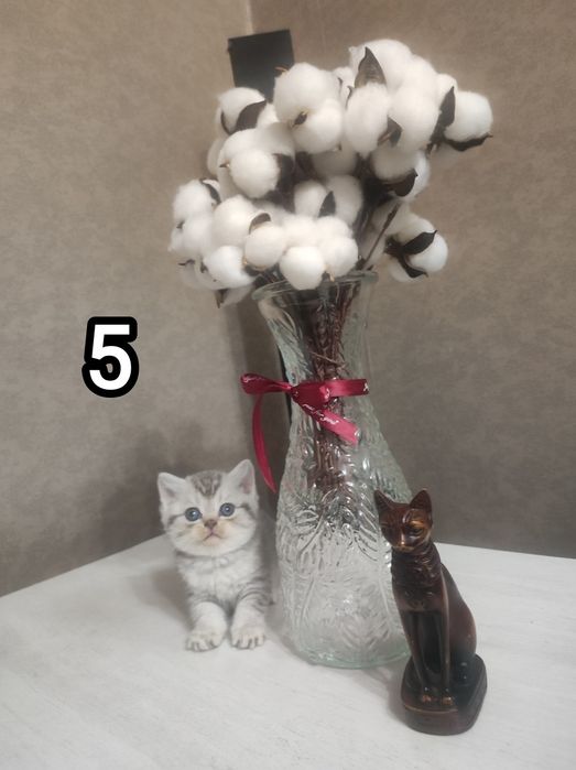 Шотландские котята