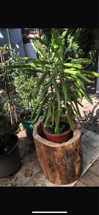 Buturugă din lemn de Fag ;Ghiveci mare Salbă argintie;;nuferi;glicină