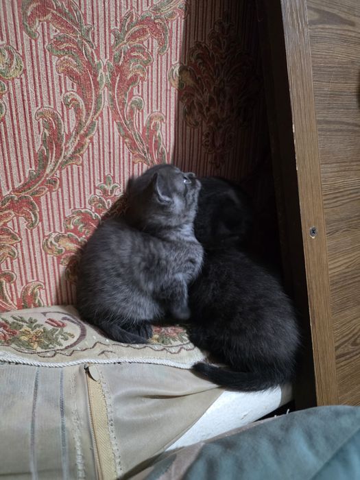 Котята шотландские веслоухие