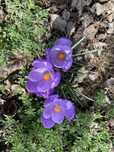 Croccus flori  seminte