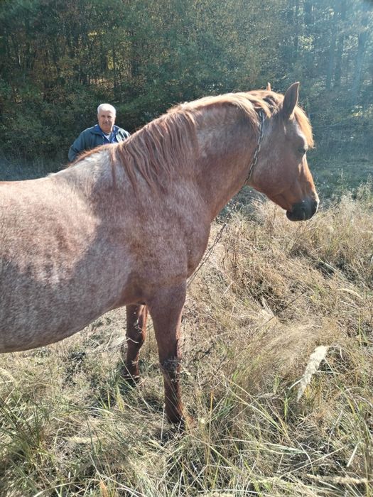 Cal  de vanzare 4500 de milioane negociabil