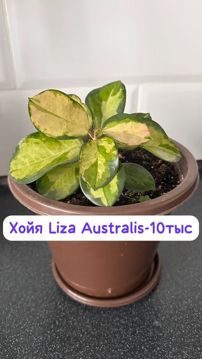 Молочай вечноцветущее растение,Хойя,Руэлия,Фиттония