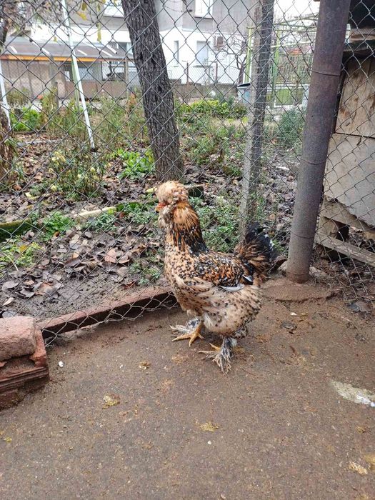 Продавам кокошки и петли