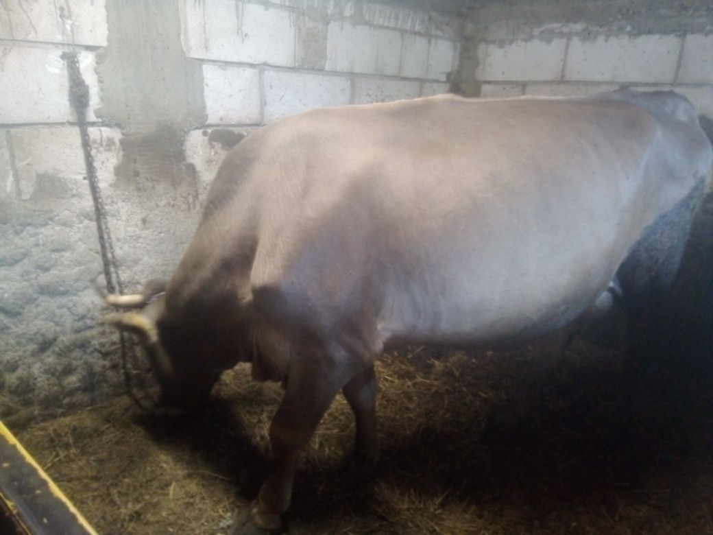 Vând vaca bruna cu lapte