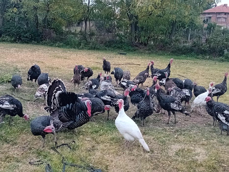 Домашни пуйки гр.хасково