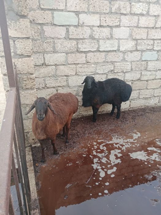 Гиссар қойлар сатылады