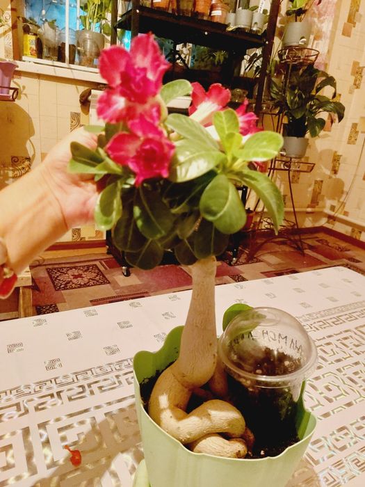 Адениум бонсай и годовалые адешки