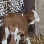 Tauras baltat si vitea angus origina