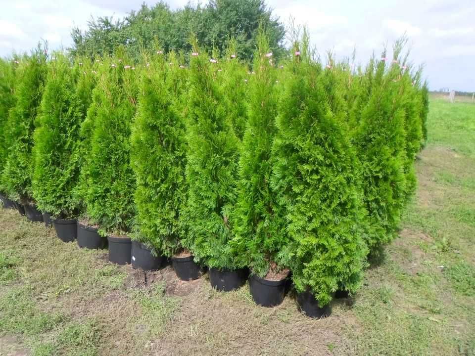 Tuia Thuia Thuja smaragd, gros, frumos, mare 120-140cm